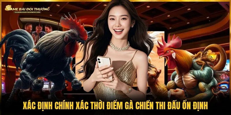 Xác định chính xác thời điểm gà chiền thi đấu ổn định